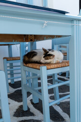 A cat sleeping on a chair in Greek taverna, Naoussa village, Paros island, Greece