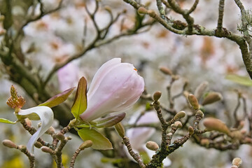 soft pink Magnolia flower closeup, selective focus