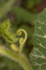 Detail of an outbreak in a pumpkin plant with vivid colours at the begining of the spring. Name of the plant is Cucurbita moschata. Macro Photography