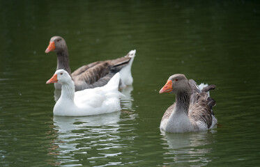 Obraz premium Gray geese swimming in the water. Domestic Geese Swimming in pond.