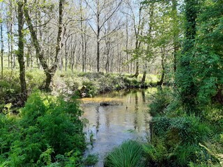 Fototapeta na wymiar Caudal del río Forxa en Guitiriz, Galicia