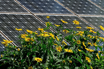Perennial sunflowers in a butterfly garden against a backdrop of solar panels on a bright...