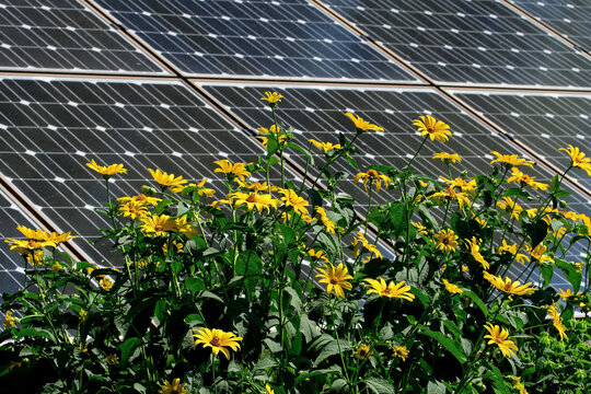 Perennial sunflowers in a butterfly garden against a backdrop of solar panels on a bright summer&rsquo;s day.   Pollinators and solar panels form a sustainable climate change alliance.