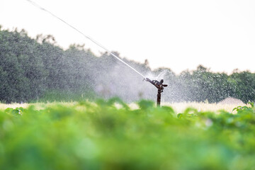 Agricultural irrigation, a single irrigation system with a high performance sprayer. - 442421461