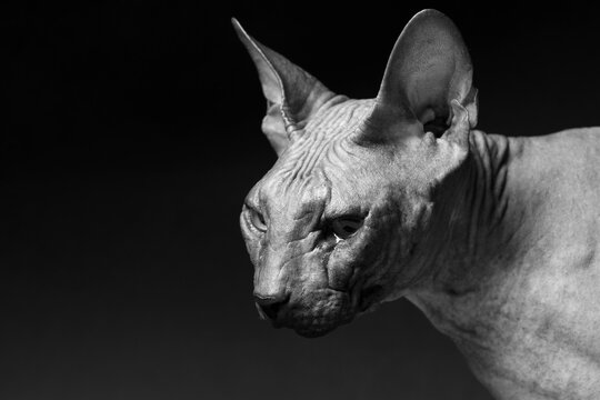 Cat of breed sphinx. Naked cat. A kitten without wool. Dark background. Black and white photo.