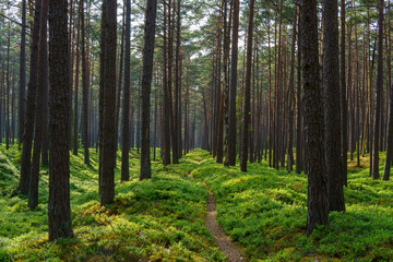 Fototapeta na wymiar Sunlit green forest with path