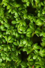 fresh microgreens for food decoration