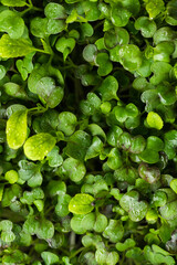 fresh microgreens for food decoration