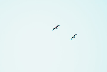 birds in the blue and white sky