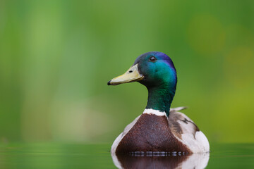 Mallard or wild duck (Anas platyrhynchos) male swimming in a pond in the Netherland with a green background