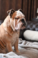 English Bulldog sitting in a  way in a  chair in the living room and looking forward. 