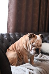 English Bulldog sitting in a  way in a  chair in the living room and looking forward. 