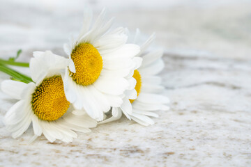 Fototapeta na wymiar Flat lay composition of three garden chamomile flowers on marble stone texture background. Backdrop with copy space. Selective focus on flowers