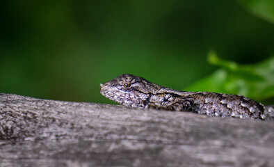 eastern fence lizard macro 