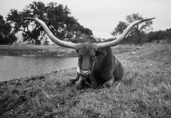 Longhorn