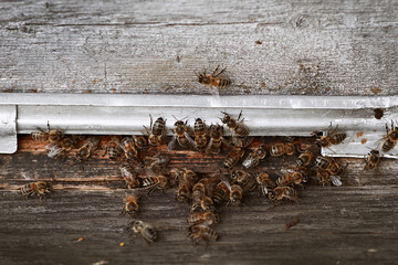 Selective focus. The bees are sitting in a hive