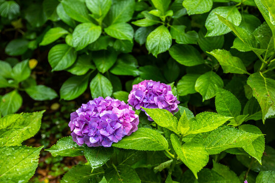 隅田 Images Browse 333 Stock Photos Vectors And Video Adobe Stock