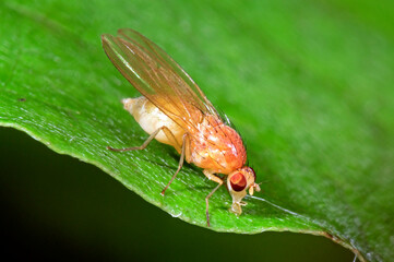 winzige Fliege // small fly (Meiosimyza cf. rorida)