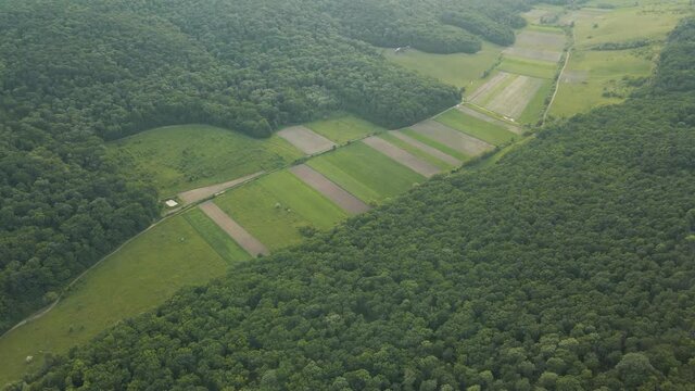 4K aerial view of farm fields the forests and blue sky. Drone flying over green wheat field and forests in spring. Harvest organic cultivate. Cloudy day, forest on horizon