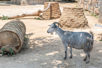 Portrait of a goat on a farm in the village or in zoo on blurry nature background. Goat and goatling in the field. Photo with copy space. Feast of Sacrifice. 