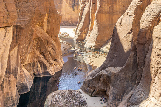 Camels in Guelta d'Archei, Chad, Sahara Desert, Africa 