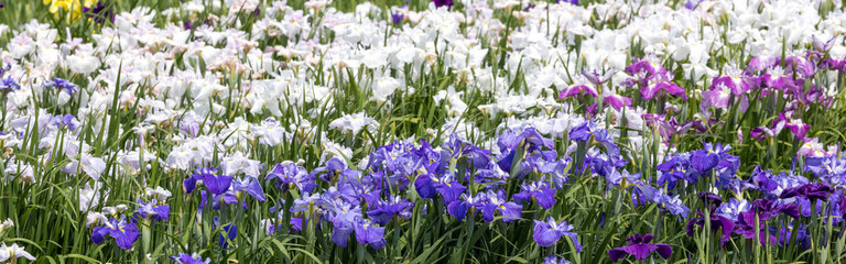 バナーサイズに切り抜いた花菖蒲画像