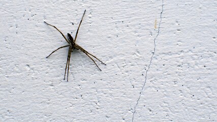 Long-legged spider elbow on the white wall of the building.