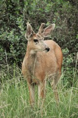 deer in the woods