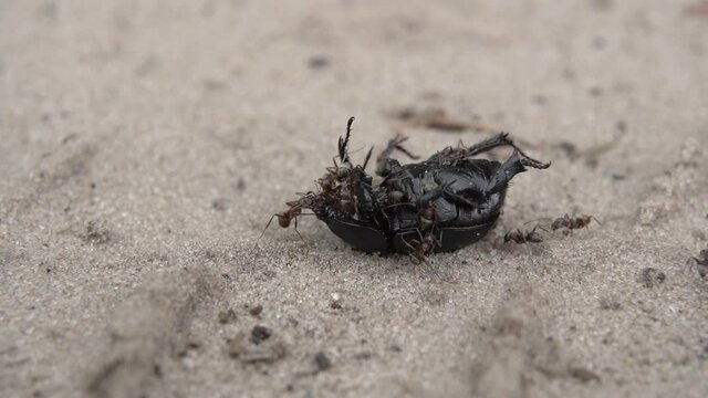 Bug. Ants eat a dead beetle. Macro photography.