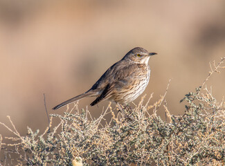 Sage Thrasher