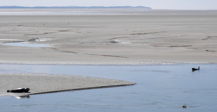 Phoque baie de somme