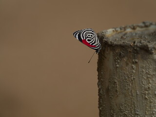 Closeup of upside down 88 butterfly (Diaethria anna) Podocarpus National Park Ecuador