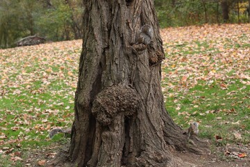 Squirrel playing on a tree in the park