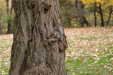 Squirrel playing on a tree in the park