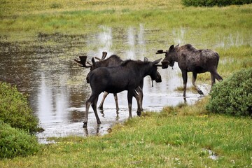 Moose by a pond