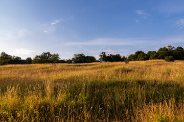 field of wheat