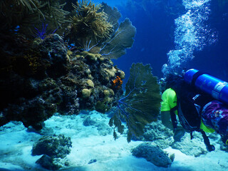 Diver swimming into beautiful sea scene on a reef with coral and sea fans