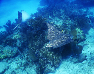 Eagle rays on a reef