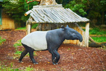 Malayan tapir in zoo in Paris, France - obrazy, fototapety, plakaty