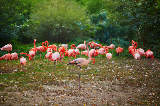 Many pink flamingoes in zoo of Jardin des Plantes, Paris
