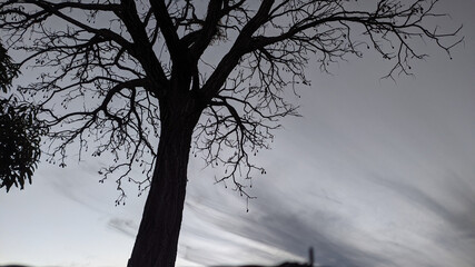 silhouette of a tree in the morning