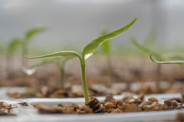 Planta en un semillero hortícola