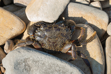 Warty crab. Black Sea. Crab in the stones.
