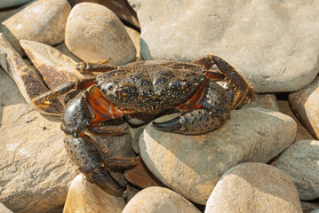 Warty crab. Black Sea. Crab in the stones.