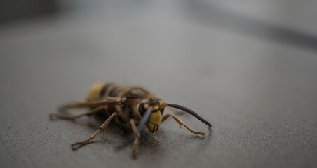 bee