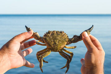 Male hand holding a large live crab at a beach in Lermontovo, Russia