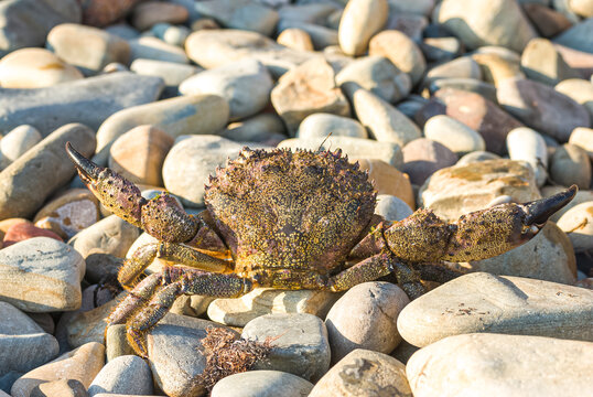 Warty crab. Black Sea. Crab in the stones.