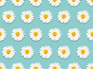 Chamomile flowers seamless pattern Top view photo Many daisy flowers on light blue background