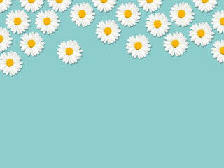 Chamomile Top view photo with copy space Fresh buds of daisy flower on light blue background