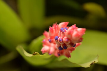 Parque Jardim Botânico Brasil